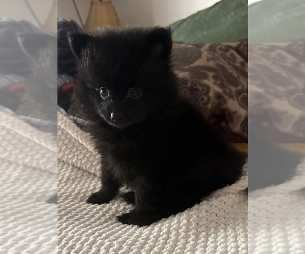 Medium Photo #10 Pomeranian Puppy For Sale in SACRAMENTO, CA, USA