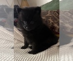 Small Photo #10 Pomeranian Puppy For Sale in SACRAMENTO, CA, USA