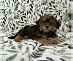 Small #2 Shorkie Tzu