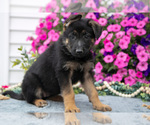 Small #2 German Shepherd Dog