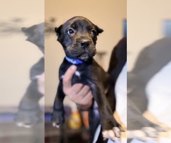 Medium Photo #25 Cane Corso Puppy For Sale in ANDERSON, IN, USA