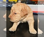 Small Photo #26 Golden Retriever Puppy For Sale in POULSBO, WA, USA