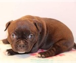 Small Photo #2 American Bully Puppy For Sale in BILLINGS, MO, USA