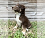 Small Photo #2 Miniature Australian Shepherd Puppy For Sale in ORLANDO, FL, USA