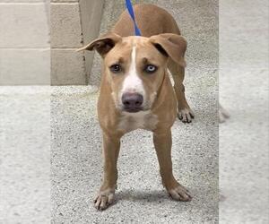 Labrador Retriever-Unknown Mix Dogs for adoption in Conroe, TX, USA