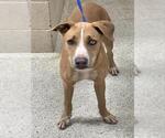 ALANIS - Female Labrador Retriever-Unknown Mix Dog for Adoption - Small photo