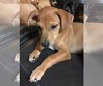 Small #16 Chiweenie
