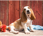 Puppy Oliver Basset Hound