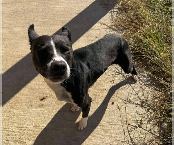 Medium Photo #17 American Pit Bull Terrier-Unknown Mix Puppy For Sale in Germantown, OH, USA