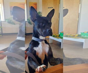 American Pit Bull Terrier-Unknown Mix Dogs for adoption in Denton, TX, USA