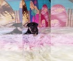 Small #5 French Bulldog