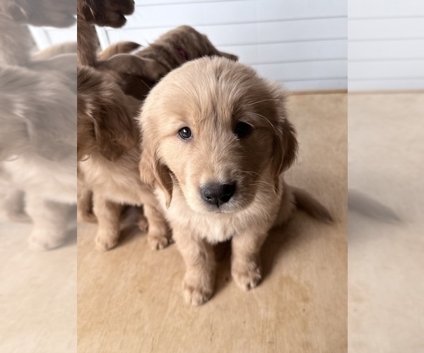 Medium Photo #4 Golden Retriever Puppy For Sale in PORTALES, NM, USA