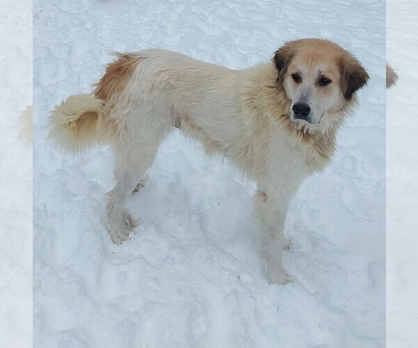 Medium Photo #1 Great Pyrenees Puppy For Sale in Croydon, NH, USA