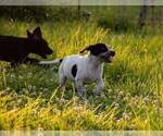 Small #5 Australian Cattle Dog-Catahoula Leopard Dog Mix