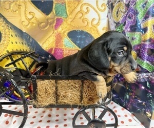 Dachshund Puppy for sale in CASSVILLE, MO, USA
