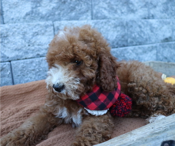 Medium Photo #5 Poodle (Miniature) Puppy For Sale in HONEY BROOK, PA, USA