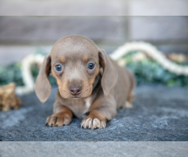 Medium Photo #4 Dachshund Puppy For Sale in TOPEKA, IN, USA