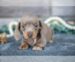 Small Photo #4 Dachshund Puppy For Sale in TOPEKA, IN, USA