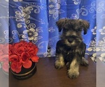 Small #8 Schnauzer (Miniature)