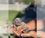 Puppy 4 Great Dane