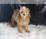 Small Photo #21 Poodle (Toy) Puppy For Sale in WARSAW, IN, USA