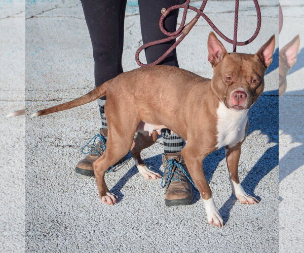 Medium Photo #9 American Bulldog-American Staffordshire Terrier Mix Puppy For Sale in Huntley, IL, USA