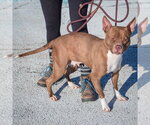 Small #8 American Bulldog-American Staffordshire Terrier Mix