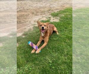 Mutt Dogs for adoption in Riverside, CA, USA