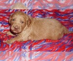 Image preview for Ad Listing. Nickname: apricot