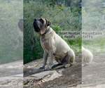 Small Photo #8 Mastiff Puppy For Sale in HEMET, CA, USA