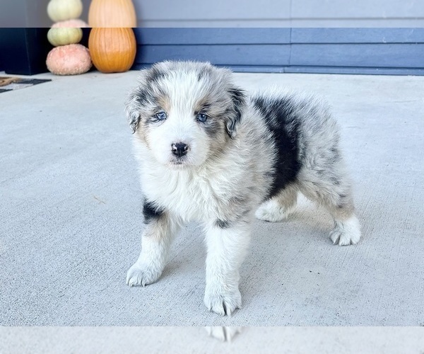 Medium Photo #2 Australian Shepherd Puppy For Sale in LODA, IL, USA
