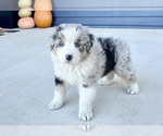 Small #1 Australian Shepherd