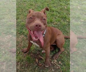 Staffordshire Bull Terrier-Unknown Mix Dogs for adoption in Texas City, TX, USA