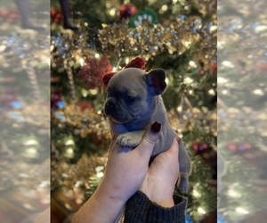 French Bulldog Puppy for sale in AMBERG, WI, USA