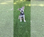 Small #2 Labrador Retriever Mix