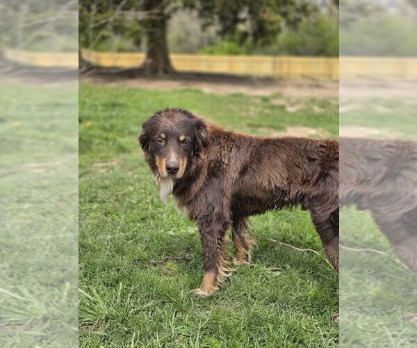 Medium Photo #4 Australian Shepherd-Unknown Mix Puppy For Sale in Aurora, IN, USA