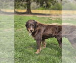Small #3 Australian Shepherd Mix
