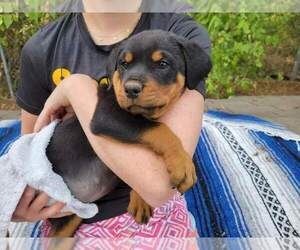 Rottweiler Puppy for sale in HAYSVILLE, KS, USA