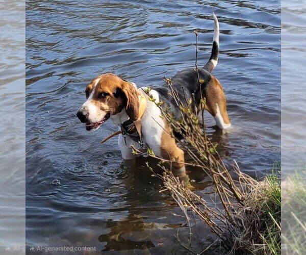 Medium Photo #4 Treeing Walker Coonhound Puppy For Sale in Bloomingdale, NJ, USA