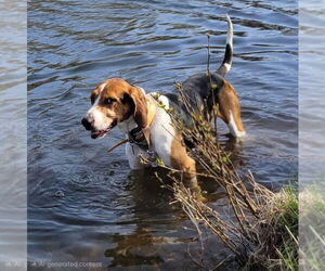 Buddy - Male Treeing Walker Coonhound Dog for Adoption - Photo #4