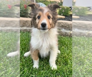 Shetland Sheepdog Puppy for sale in INDIANAPOLIS, IN, USA