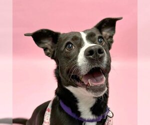 Labrador Retriever-Unknown Mix Dogs for adoption in South Bend, IN, USA