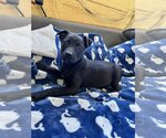 Small Photo #3 Labrador Retriever-Unknown Mix Puppy For Sale in Tracy City, TN, USA