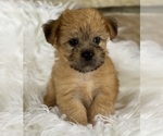 Small #6 Morkie