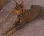 Small Photo #1 Doberman Pinscher Puppy For Sale in ONTARIO, CA, USA
