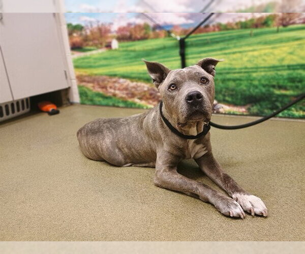 Medium Photo #1 American Pit Bull Terrier-Unknown Mix Puppy For Sale in Moreno Valley, CA, USA