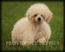 Small Photo #64 Poodle (Miniature) Puppy For Sale in COPPOCK, IA, USA