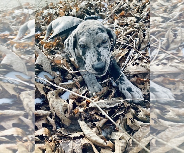 Medium Photo #10 Great Dane Puppy For Sale in COLUMBUS, OH, USA