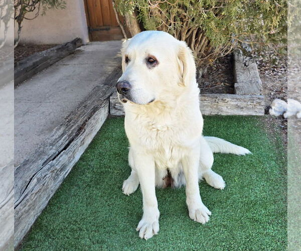 Medium Photo #4 Labrenees Puppy For Sale in Albuquerque, NM, USA