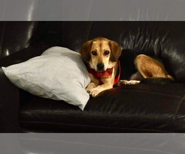 Medium Photo #7 Beagle Puppy For Sale in Dunnellon, FL, USA